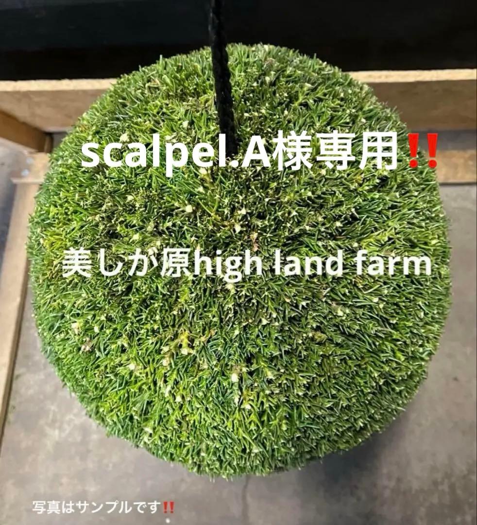 杉玉　約40㎝‼️お客様ご注文品　縁起物　丸くて幸せ　家族円満♪ 杉玉 約40センチ ‼️縁起物 丸くて幸せ 家族円満 商売繁盛♪ - メルカリ