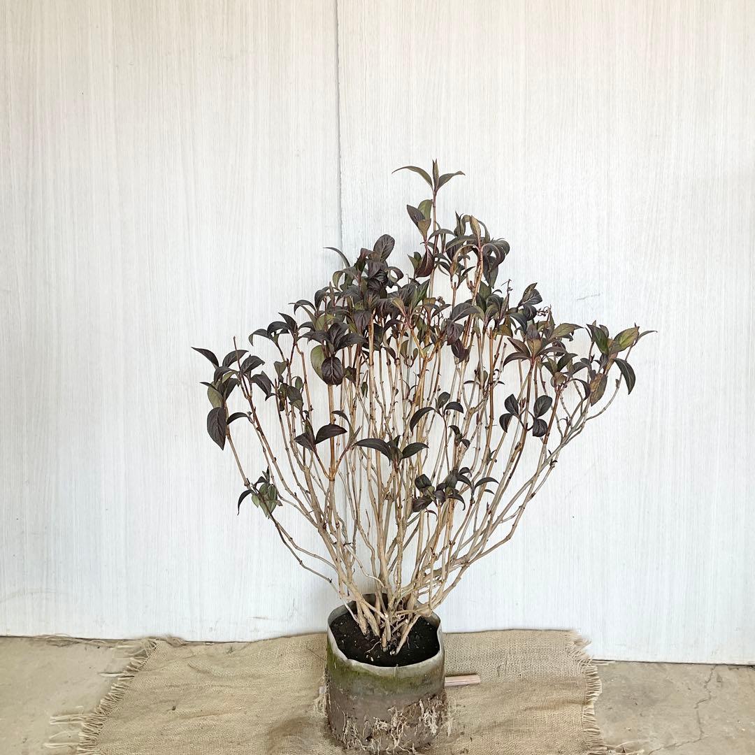 Hanakoさん専用　常緑紫陽花　碧の瞳　/ 76 2本同時購入価格