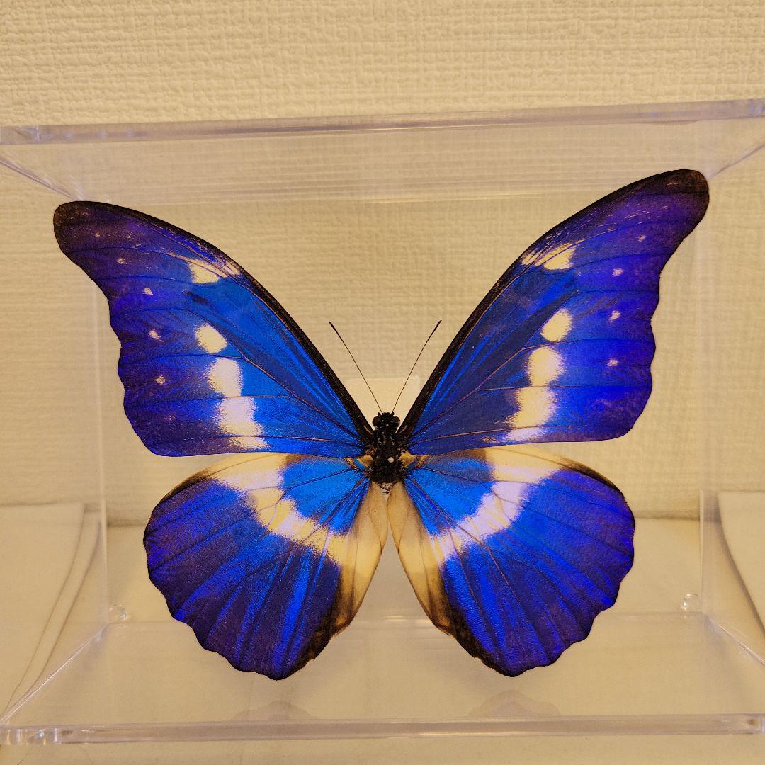 蝶の標本 熱帯ジャングルを舞う宝石(珍) - メルカリ