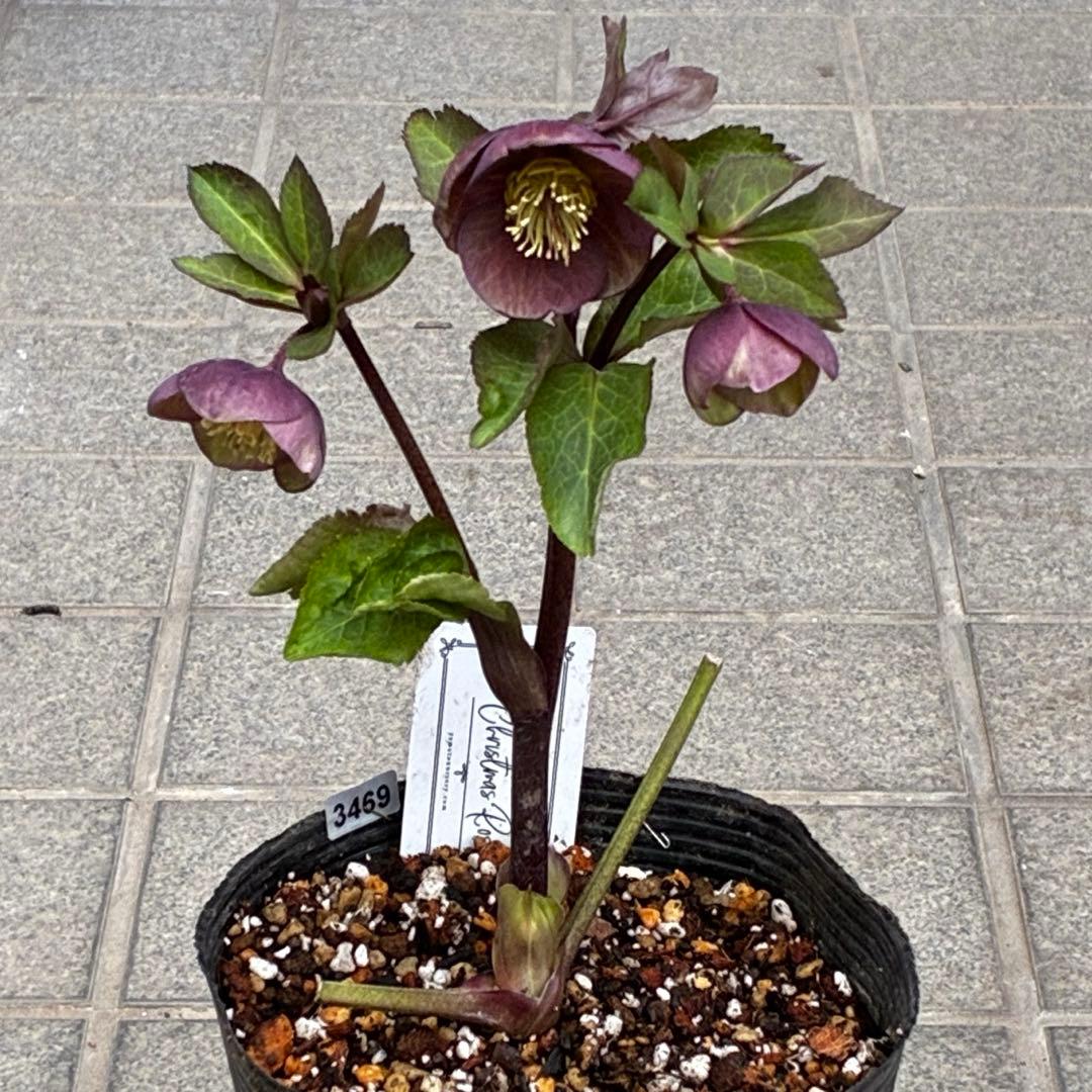 ラ*ク様 3469☘️花、タグ付き☘️⭐️あずき色⭐️小輪⭐️コロコロカップ⭐️