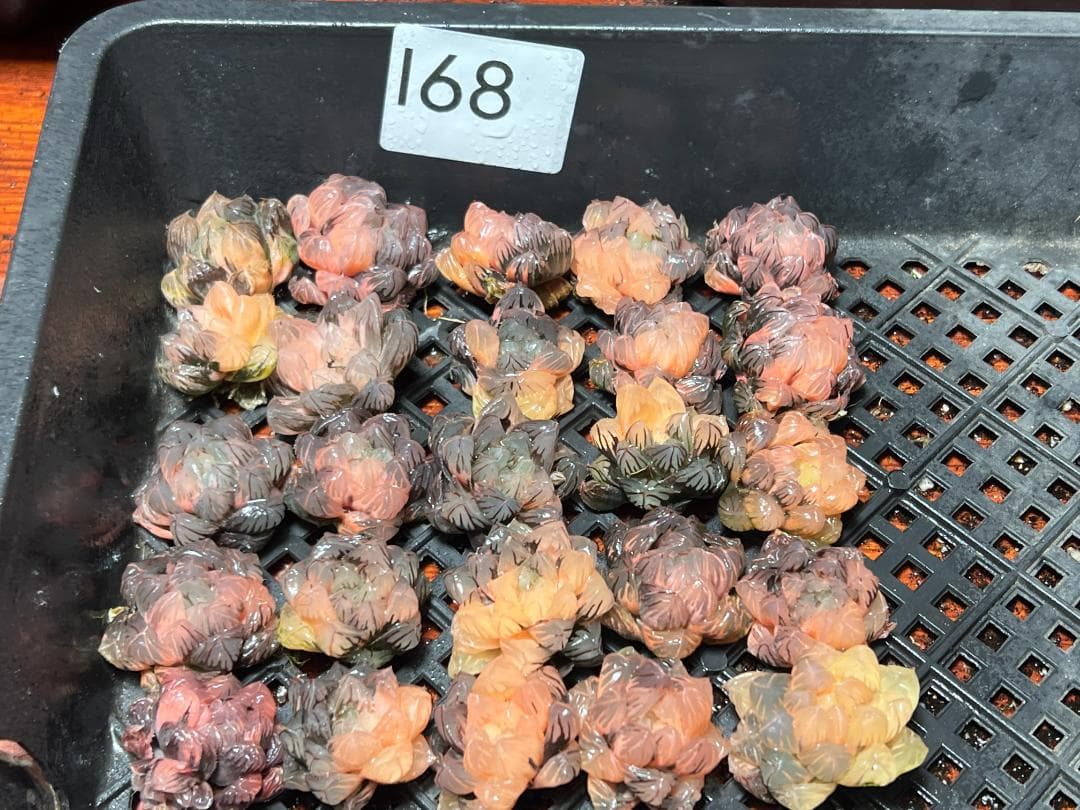 H*C様 多肉植物 ハオルチア　オブツーサ錦 水中月錦 糊斑 超美品 25株セッ Yahoo!オークション - 多肉植物 ハオルチア 糊斑オブツーサ錦 金水晶