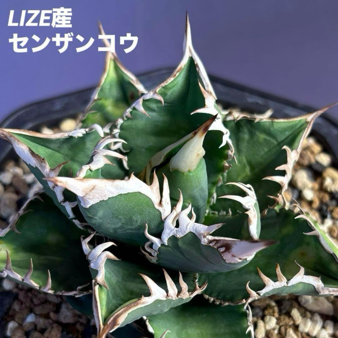 アガベ パリーハイブリッド 陽炎 リップルエフェクト 吉祥天 オリザバ