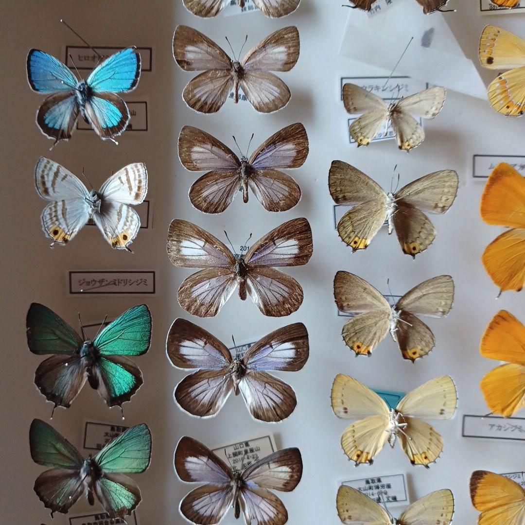 蝶標本 日本ゼフィルス選 20種99頭 - メルカリ