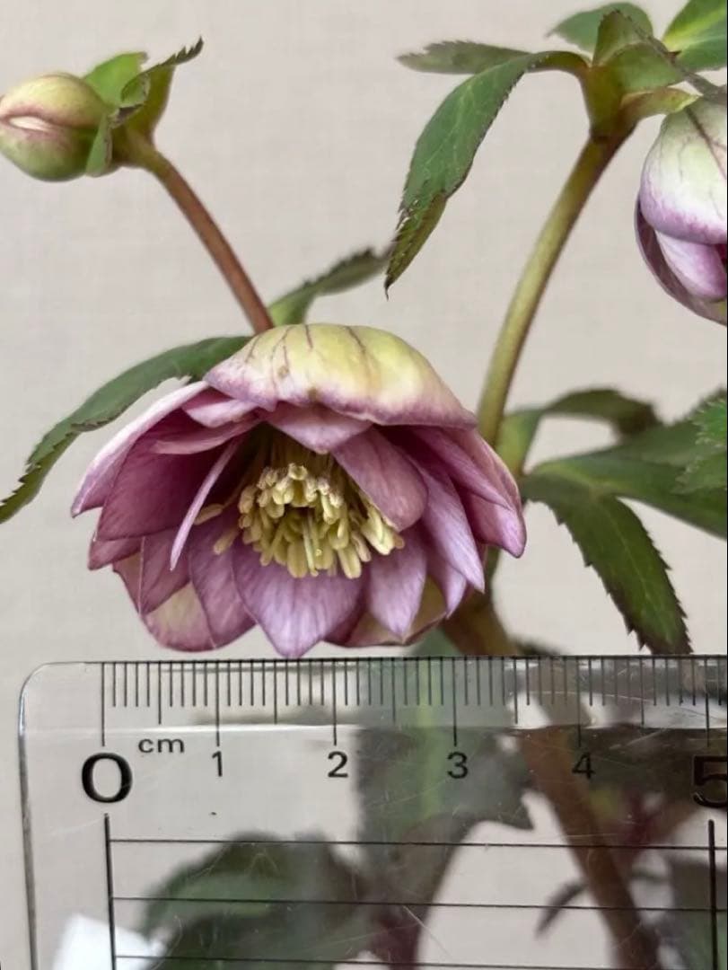 大木ナーセリー クリスマスローズ ポーセリンhyb 株分 - メルカリ