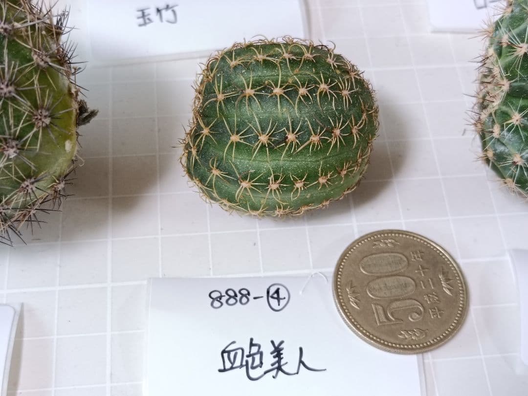 888-YU様専用商品 花サボテン - メルカリ