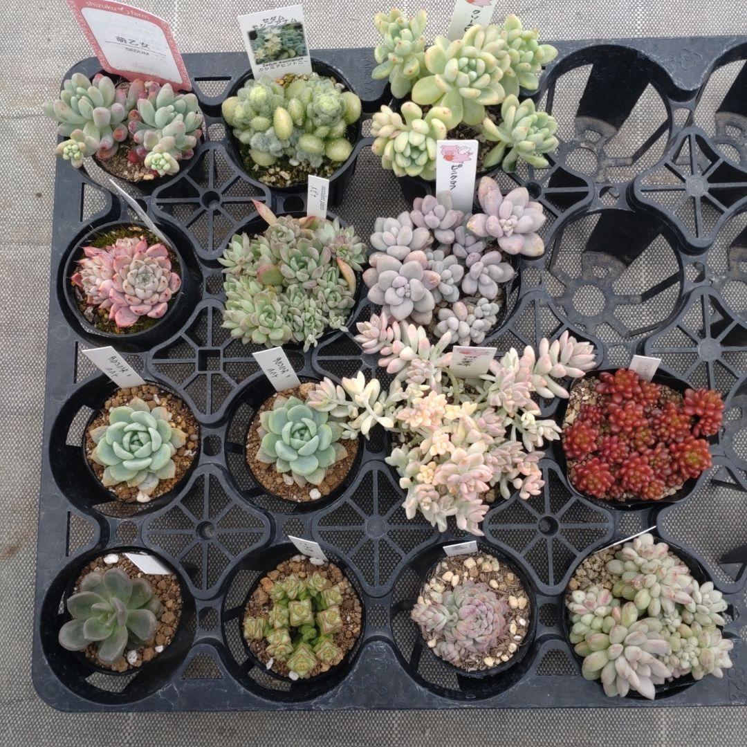 naluさん専用 WEB限定カラー】 NARU(ナル) ロングスリーブハンドベルワンピース