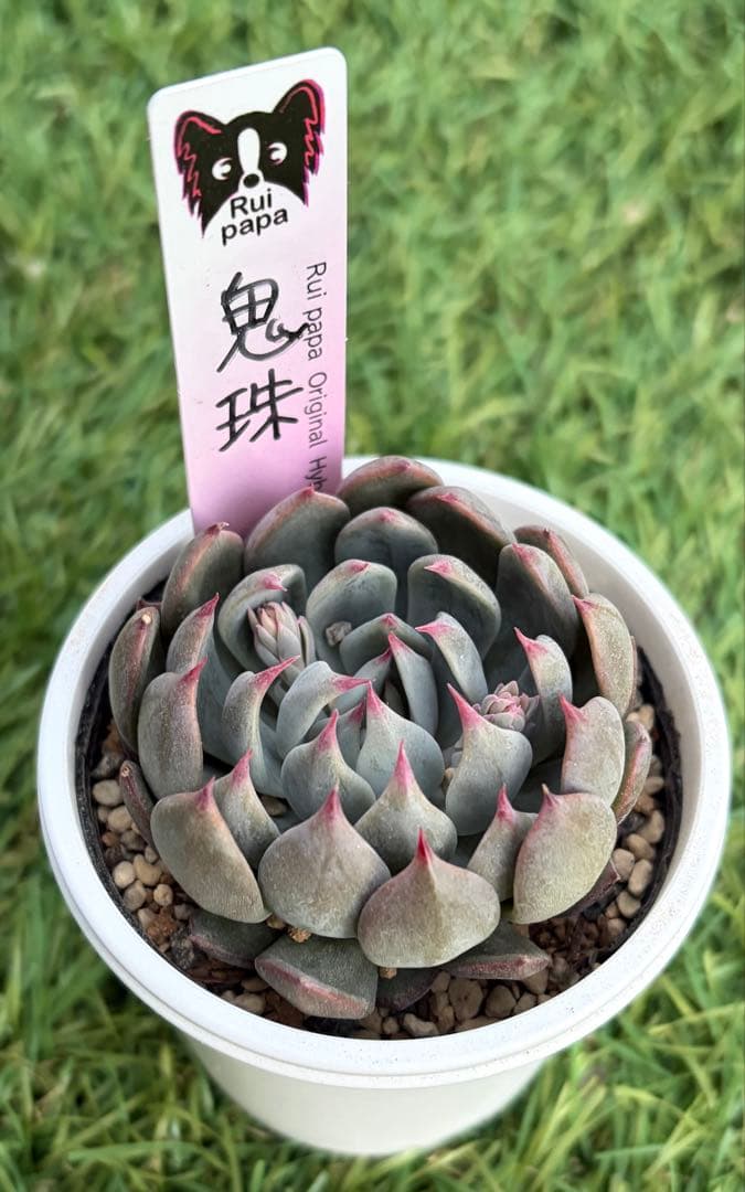 オベサ鉄甲③ 実生 2022年頃 播種 良型 フーフォルビアオベサ♀✕鉄甲丸♂