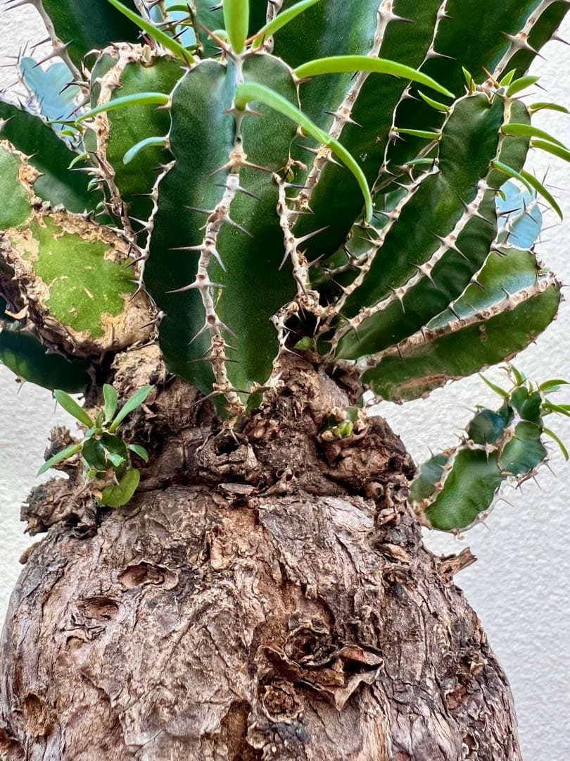 ユーフォルビア ムランジーナ(発根済) - メルカリ