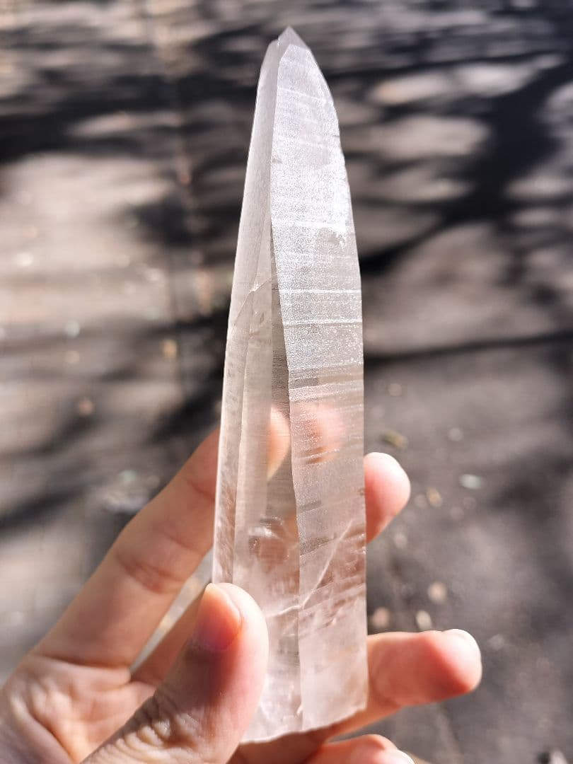 【早いもの勝ち超特価】オールドレムリアン　ピュアレイ