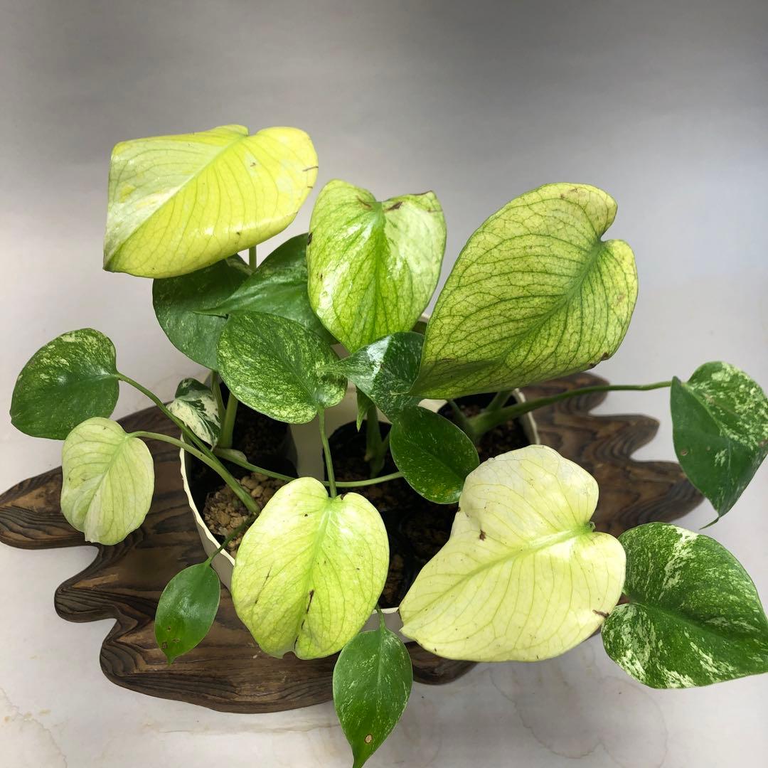 MS521 5株セット【特別選抜】ホワイトモンスター／天津蘭 モンステラ