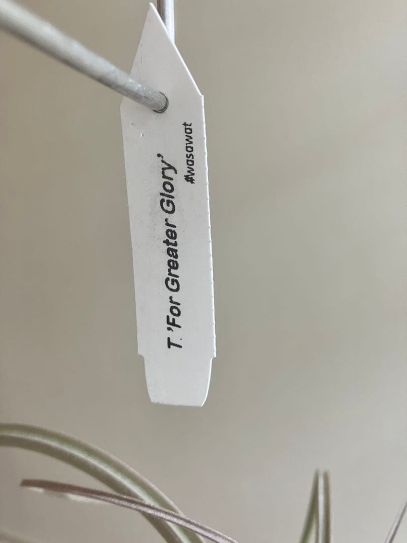 さ*ら様 希少 交配種 大株 フォーグレーターグローリー エアープランツ