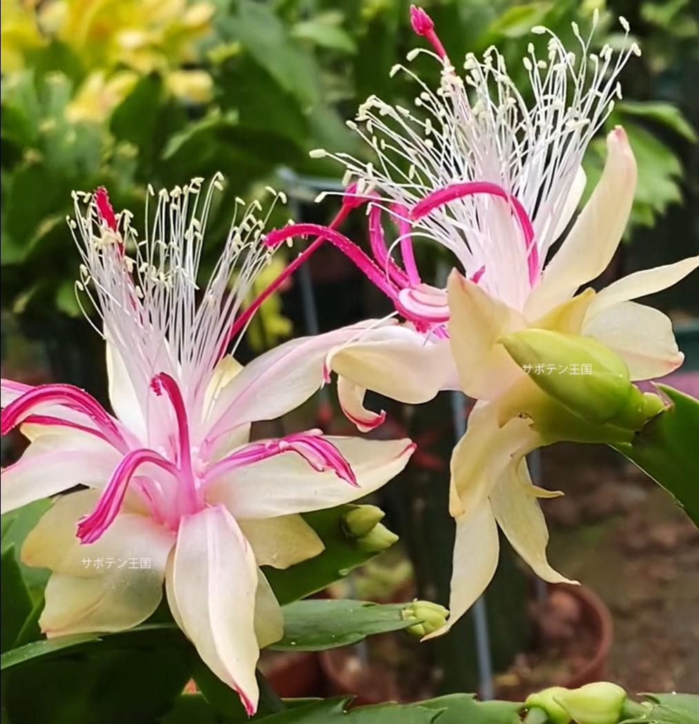 デンマークカクタス シャコバサボテン 雅 葉挿し1652 - メルカリ