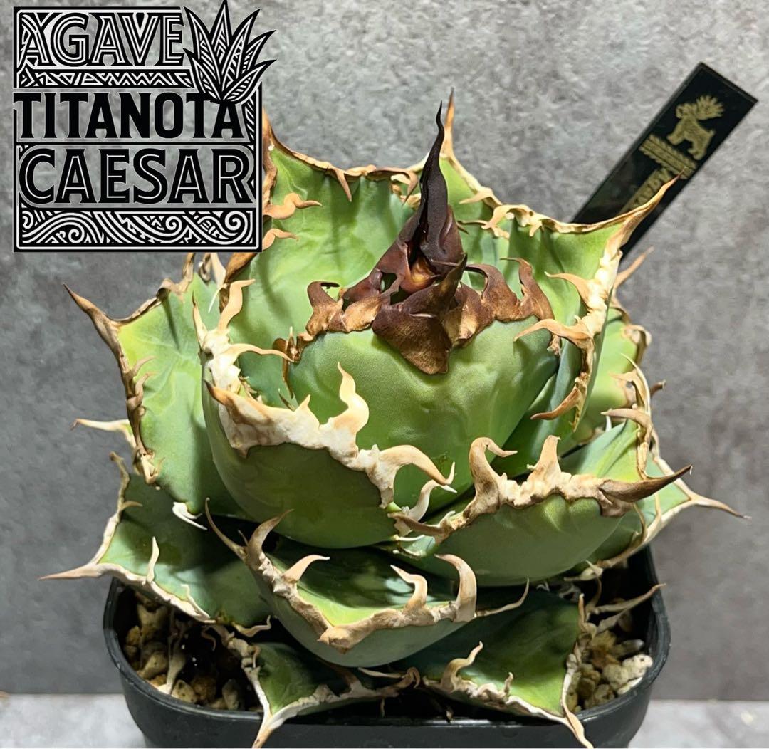 ⑦ エバーフレッシュ 8号 特大苗木最高等級 極太