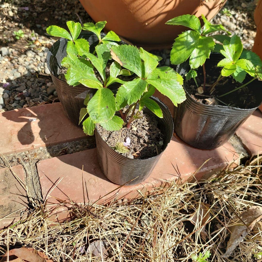 クリスマスローズ花苗 おまけ付き - メルカリ