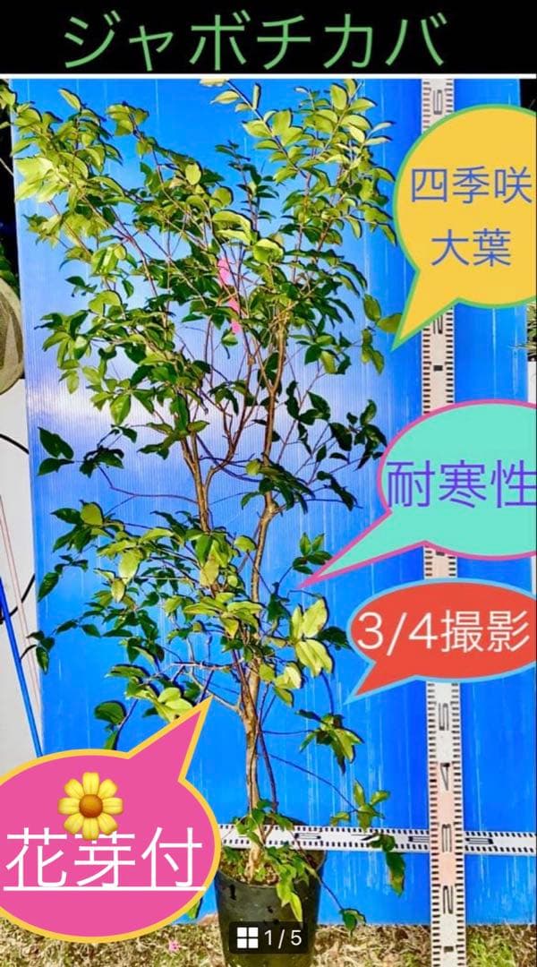 10 ジャボチカバ苗 大葉 耐寒性フルーツ - メルカリ