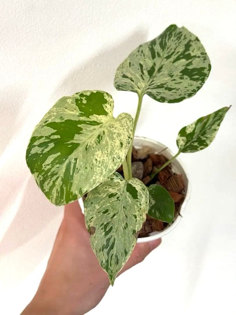 A*☆様 【早い者勝ち】モンステラ　デリシオーサ　ベトシオーサ 斑入り 現品］【希少】3番 モンステラ デリシオーサ 斑入り 8号 観葉植物 レア