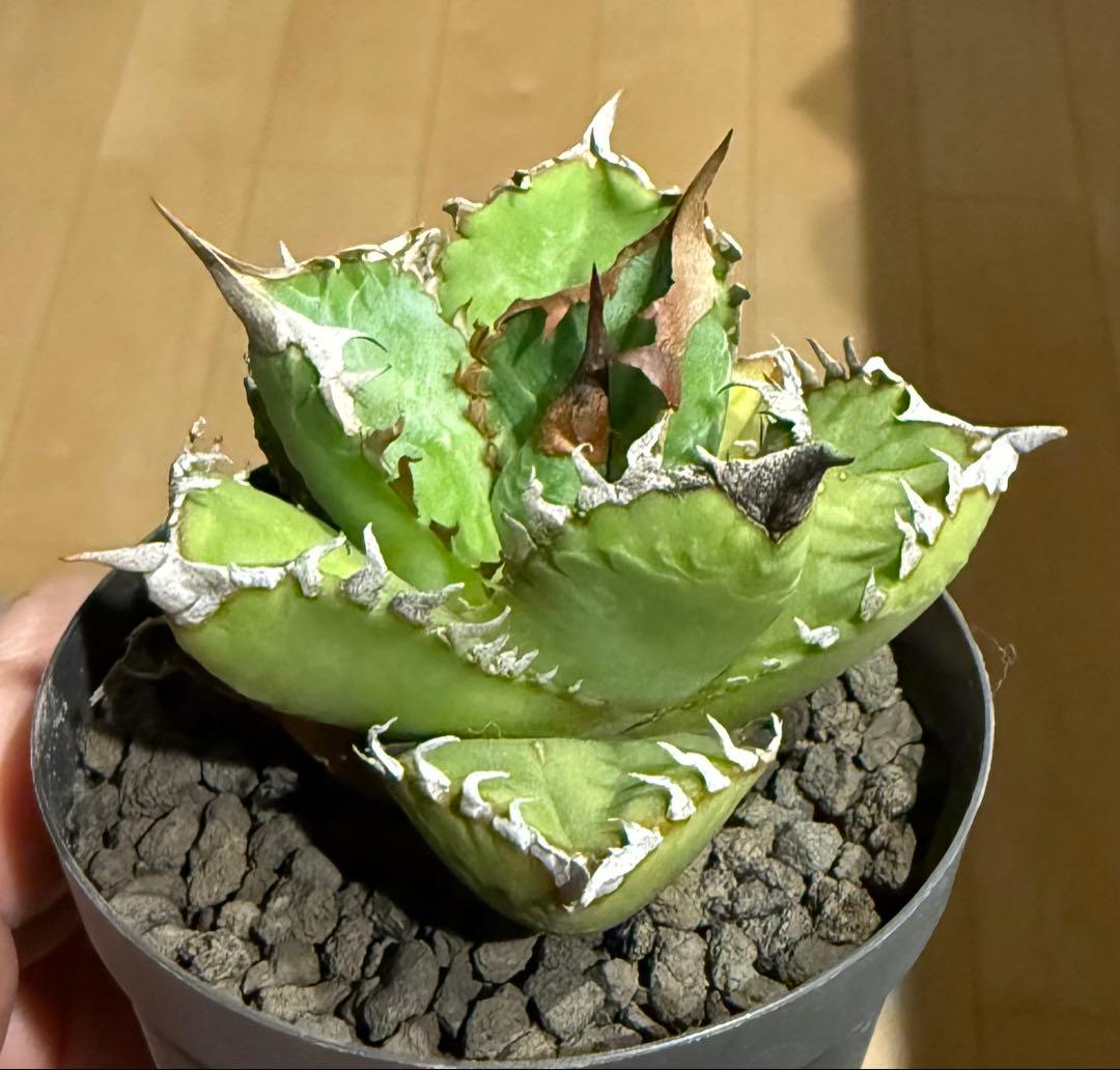 鉢ごと発送】アガベ チタノタ 天魁 発根済【コンパクト・強鋸歯・強