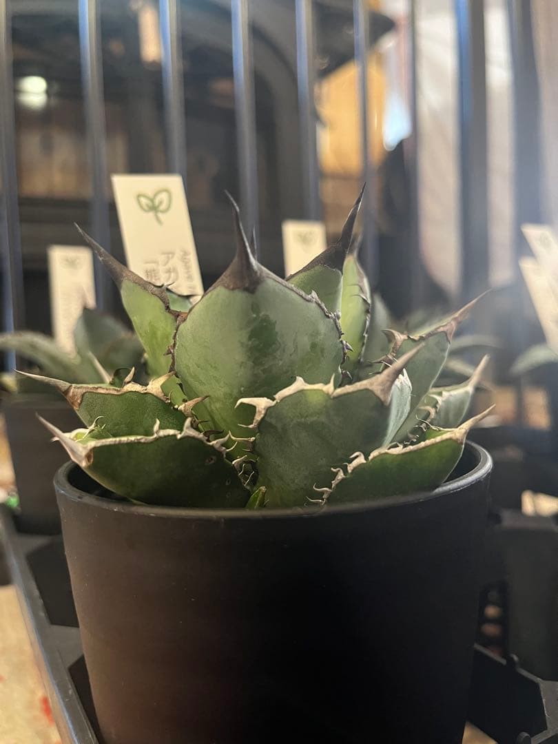 ワン太郎様専用アガベ 9個セット販売 シーザー パンダ ライオンズ