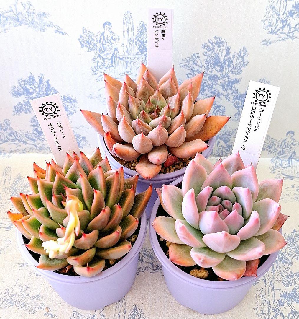 TYさん苗雪蜂×リンゼアナ他3点セット札付きポットごとメルカリ便バラ