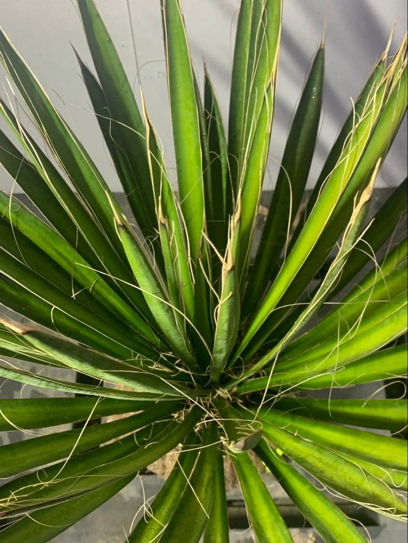 い*こ様 ユッカ　フィリフェラ　黄