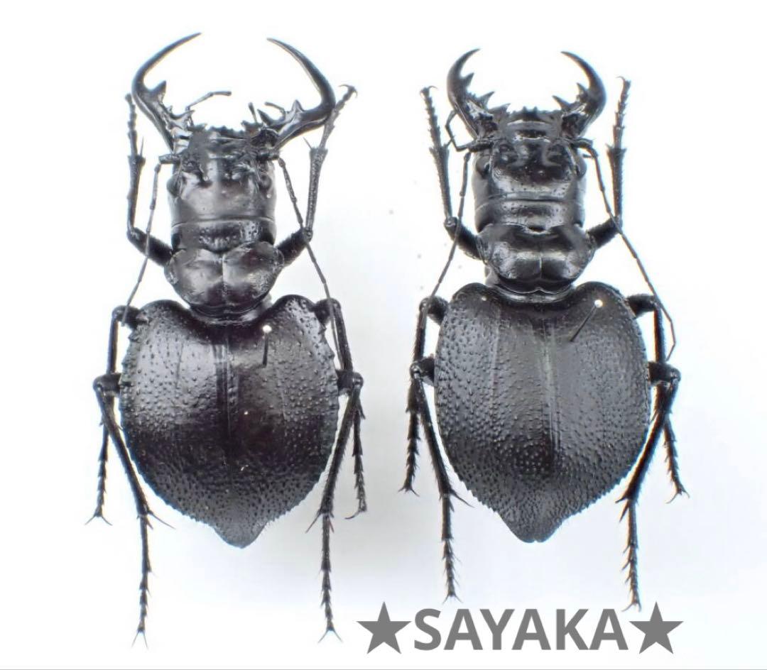 ミヤマツヤハダクワガタ ♂20.8〜20.9㎜ペア 標本