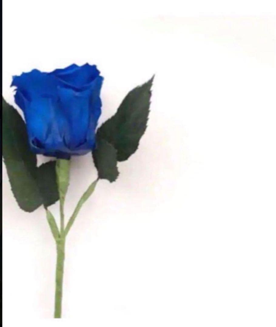 ナツ 3点 洗顔 他 Nile 濃密泡 洗顔フォーム 洗顔料 毛穴汚れ 角質ケア 洗顔クリーム