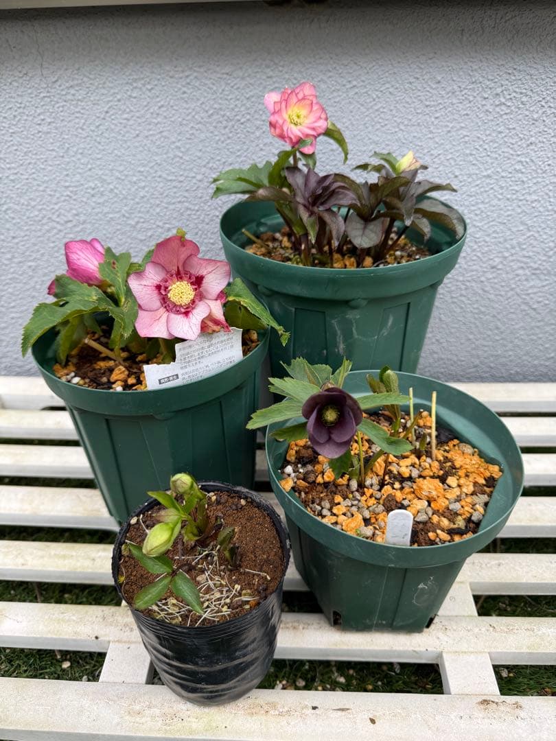 クリスマスローズ 4株セット - メルカリ