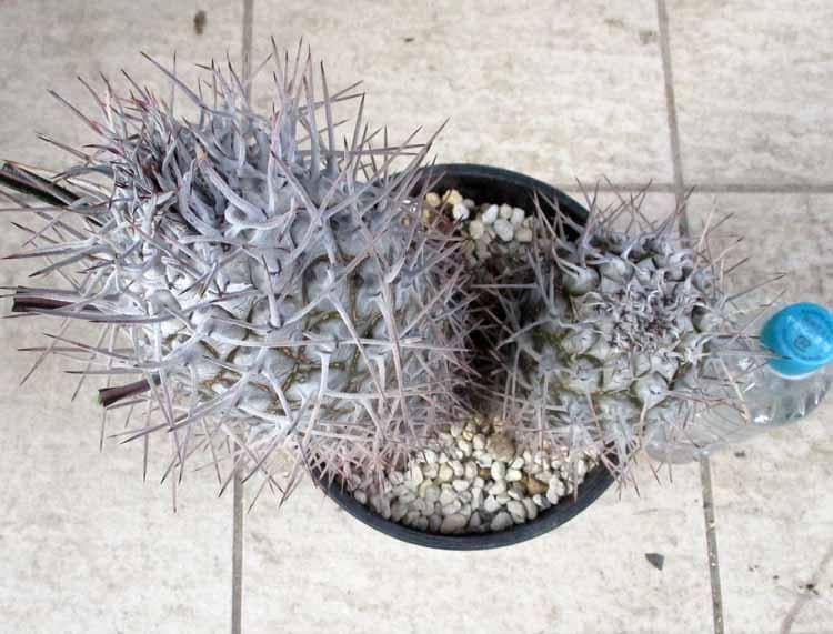 【現品】パキポディウム　ゲアイー　亜阿相界　6号　BR番