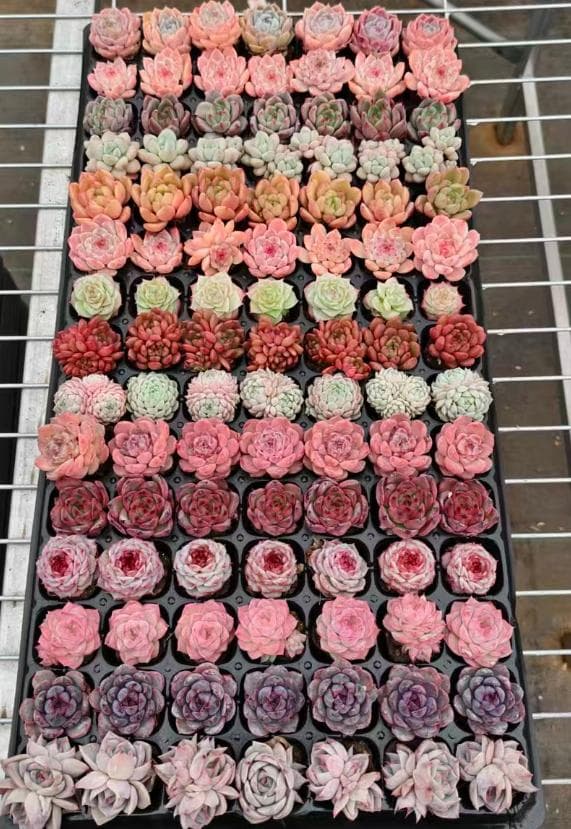 Top【選抜株】多肉植物　23976ミックス苗 105個　プラグトレー苗 Top【選抜株】多肉植物 24524ミックス苗 105個 プラグトレー苗 - メルカリ