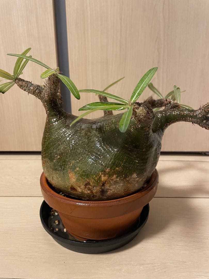 パキポディウム グラキリス 現地球 現地株 発根済み 発根確認済 緑肌