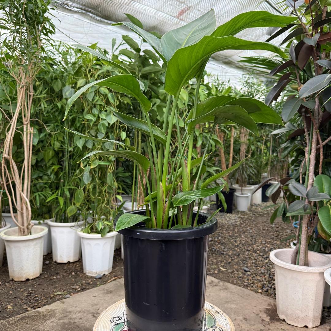 特級品】ストレリチア オーガスタ 8号鉢サイズ 特大極上苗3株 - メルカリ