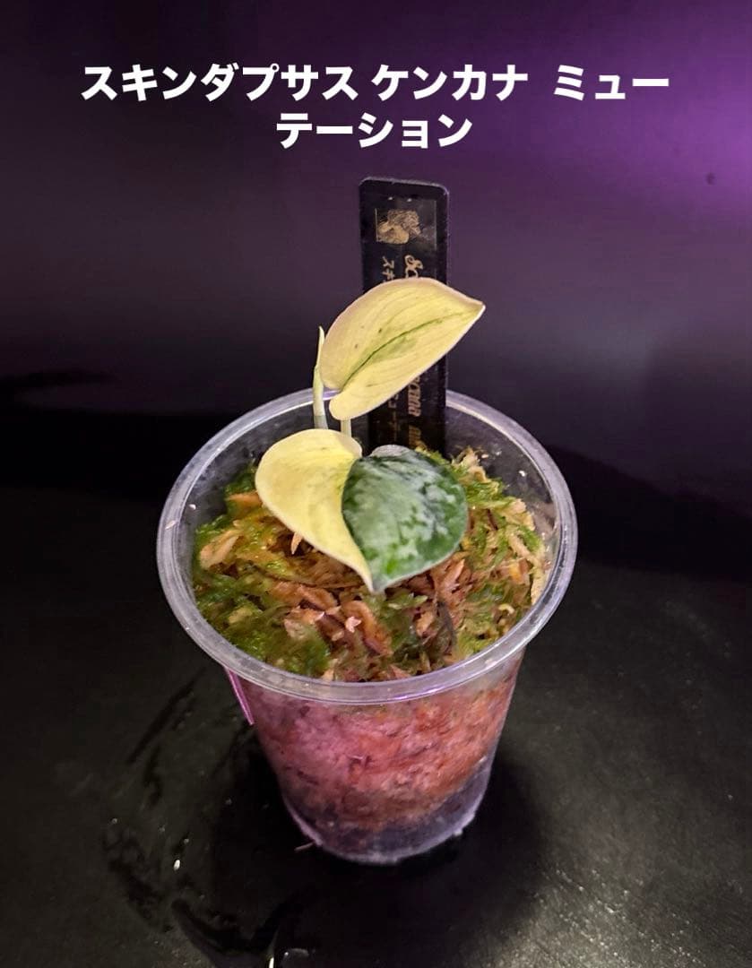 スキンダプサス 綺麗な斑入り 『レア』 セットF1 - メルカリ