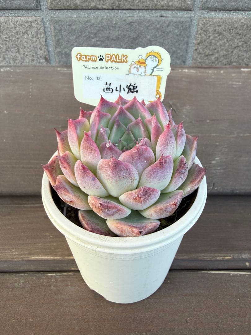 ☆茜小鶴☆札付き ポットごと ファームパルクさん苗 NO.12 - メルカリ