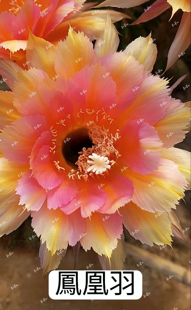 23-鳳凰羽 新品種 花サボテン ロビビア属 群開花 カキコ - メルカリ