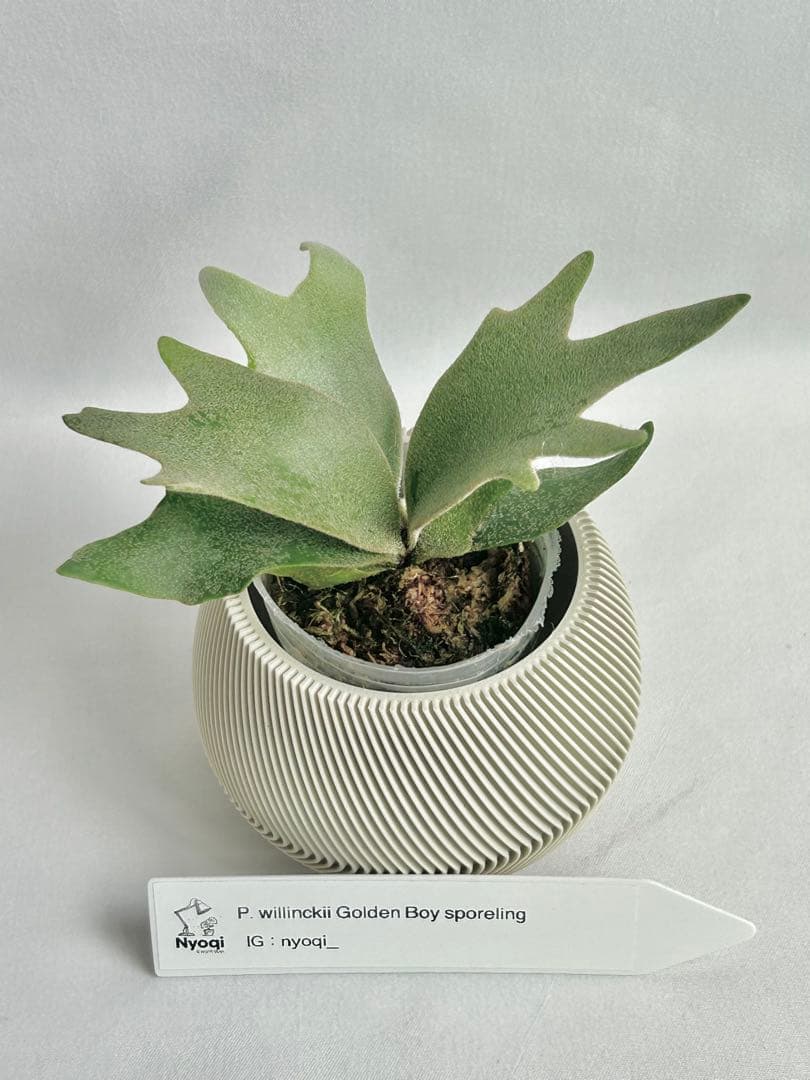 【メルカリ便】P. wilinckii Golden Boy spore【17】 メルカリ便】 P. wilinckii Golden Boy spore【96 - メルカリ