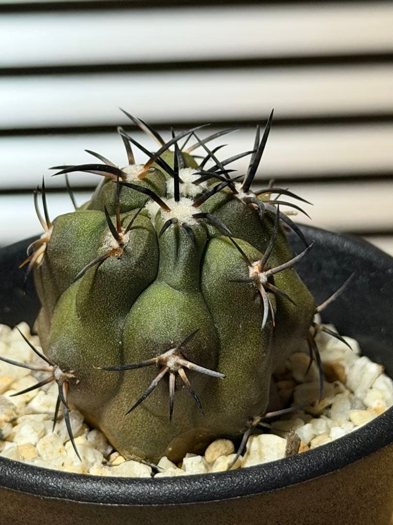 コピアポア 黒王丸 白肌 実生 検：コルムナアルバ