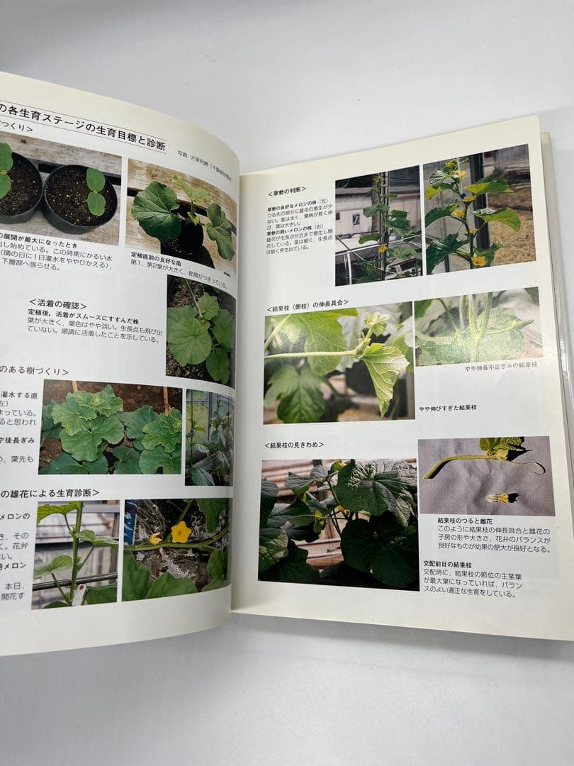 野菜園芸大百科 (4) 第2版 メロン - メルカリ