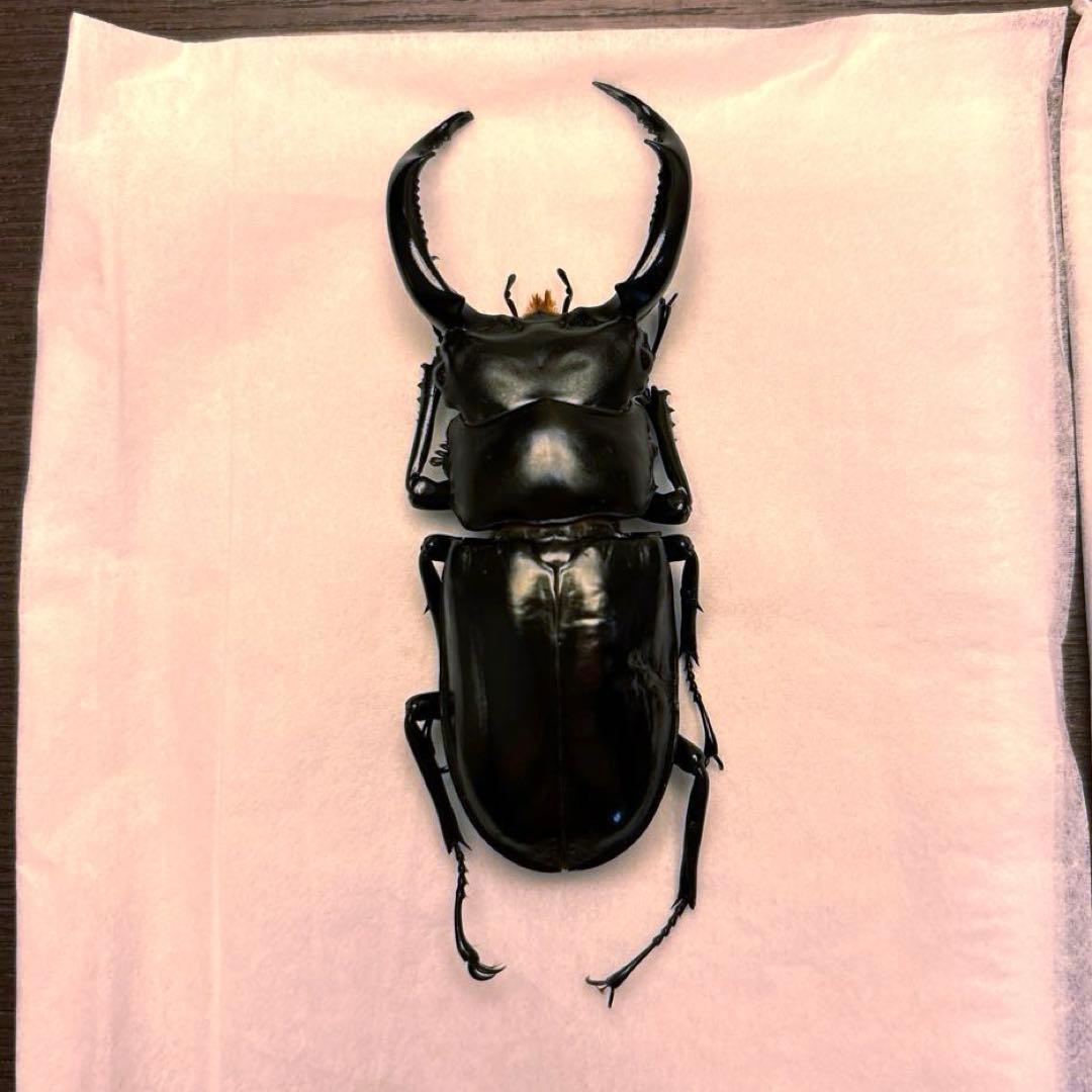 ウエストウッディオオシカクワガタ ペア標本 - メルカリ