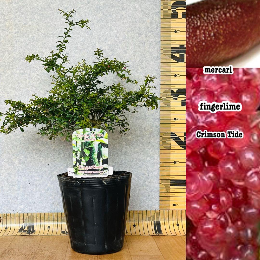 an様専用】ポポラス高さ120㎝前後、ロシアンオリーブ高さ120㎝前後 2本