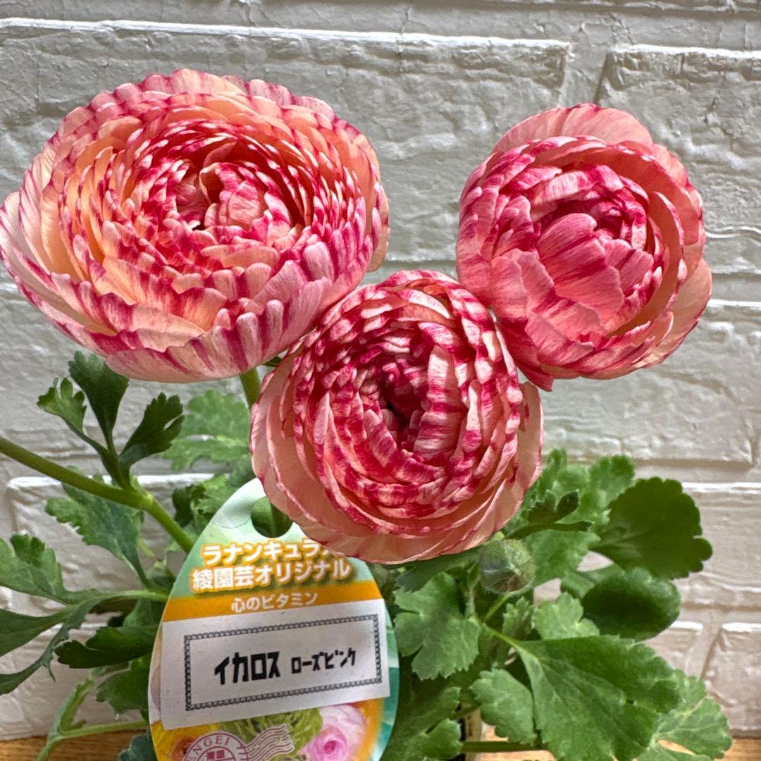 現品】ラナンキュラス♡綾園芸♡イカロス♡3.5号ロング♡ポットごと