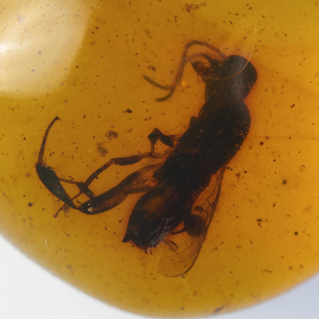 ZB379虫入り琥珀化石 ミャンマー カムティかタナイ産 9900万年前