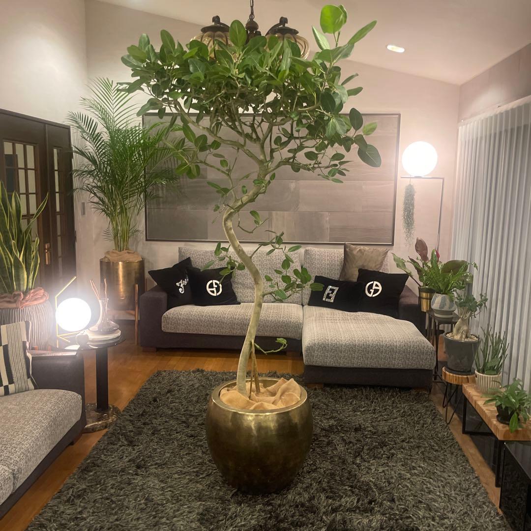 フィカスベンガレンシス 特大サイズ 極太幹 曲がり 美形 極上品 観葉