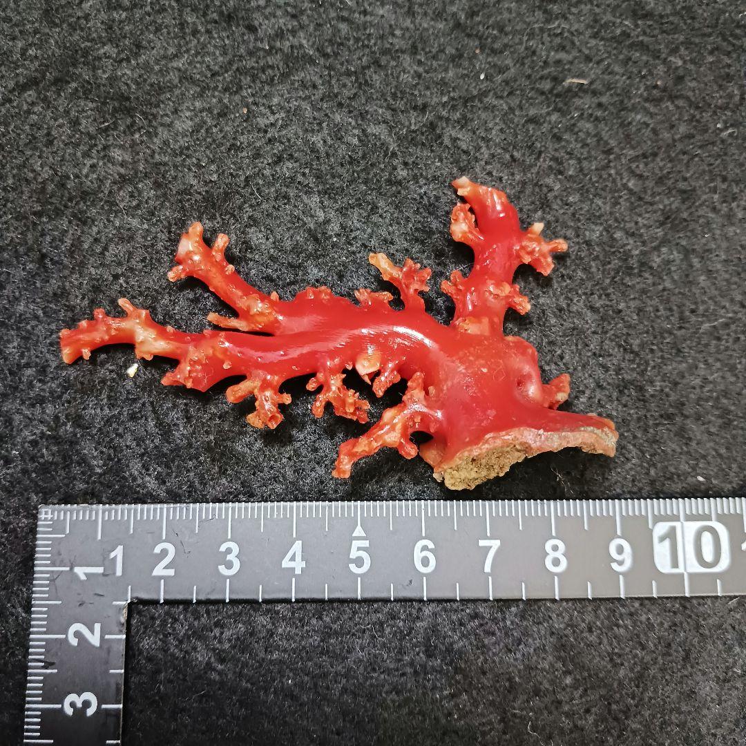 赤珊瑚 原木 枝 16点 総重量99.2g ね - メルカリ