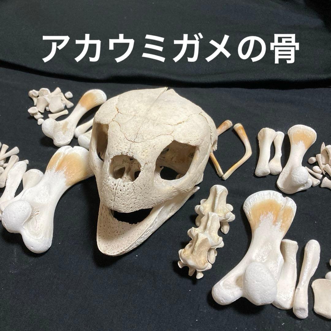 アカウミガメの骨標本 海亀頭骨他 - メルカリ