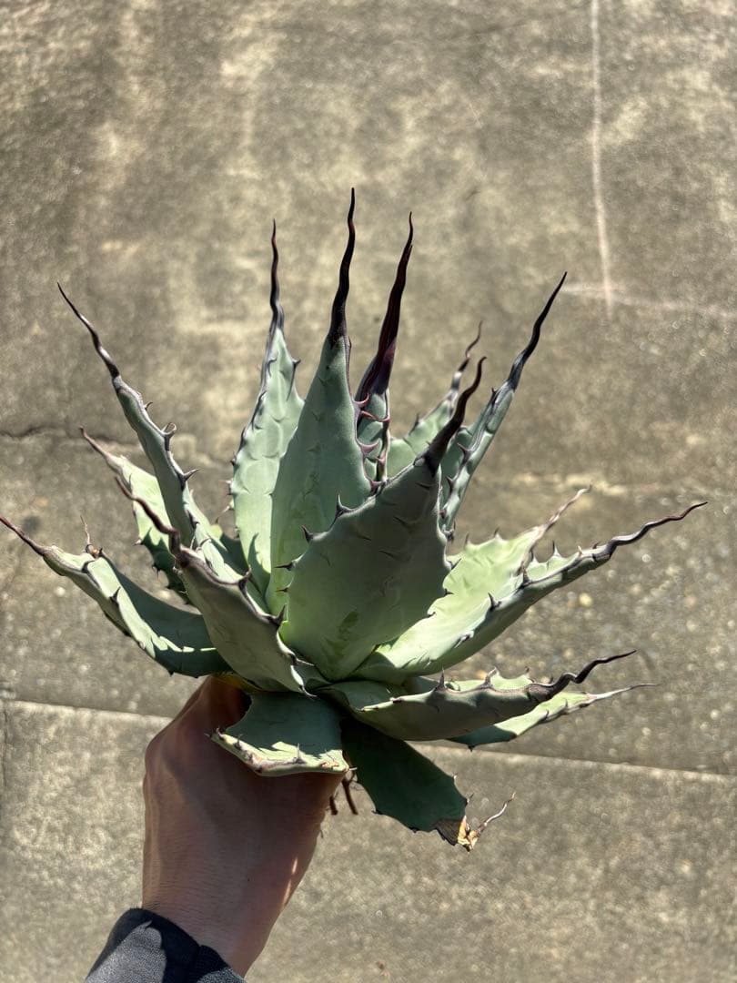 アガベ パリーハイブリッド 陽炎 リップルエフェクト 吉祥天 オリザバ