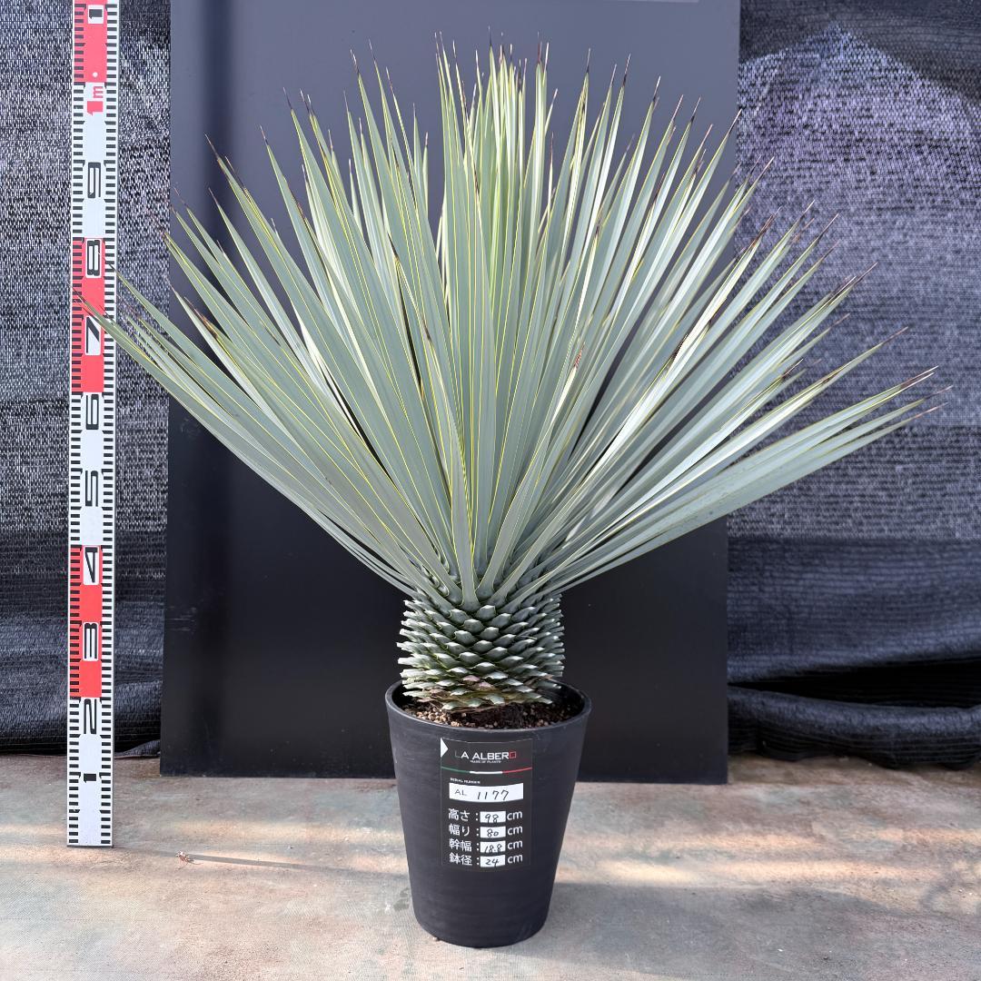 【AL1177】ユッカ　ロストラータ　シルバーブルー　超美形　お買い得品 ユッカ ロストラータ 以前ご紹介したとてもブルーが美しい個体 ご来店