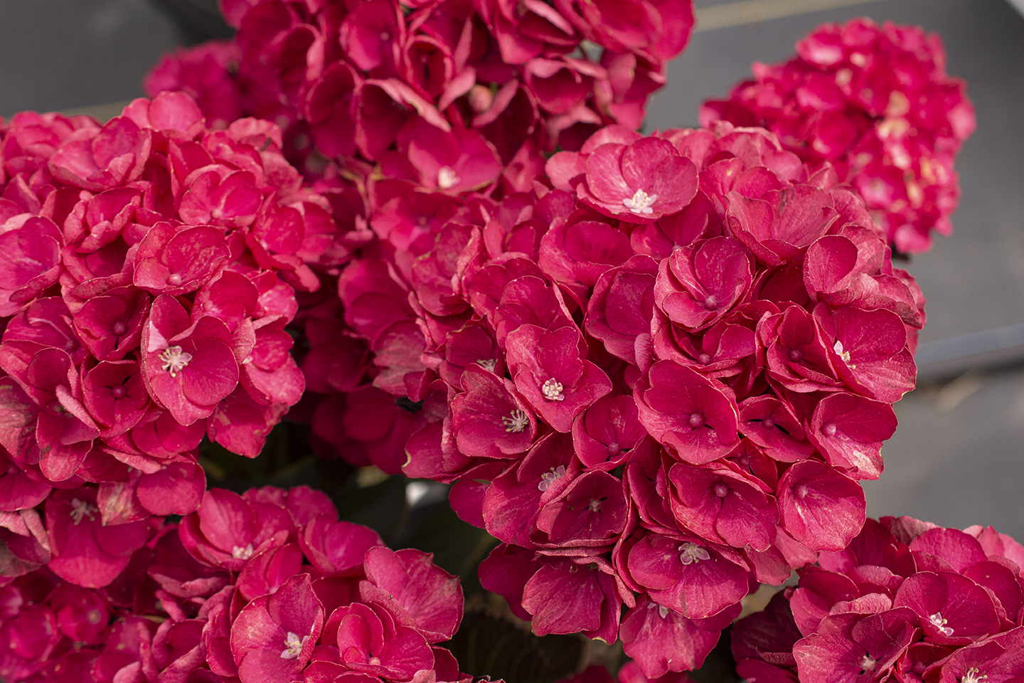 Akadama® Hydrangea - Star® Roses and Plants