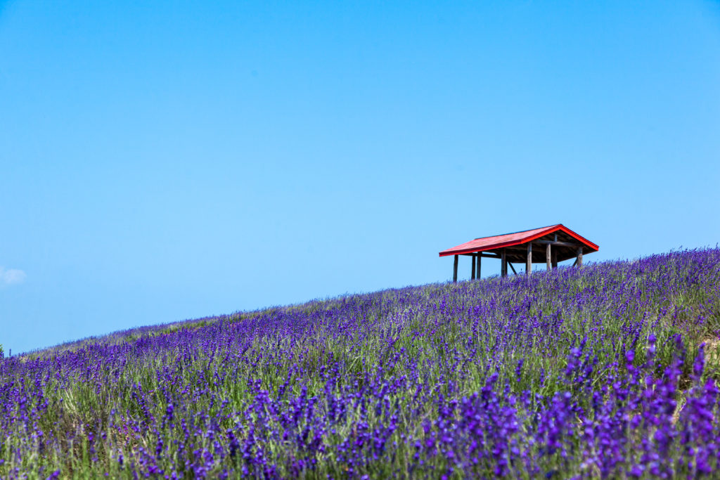 黒瀬ラベンダー園 | 砂川観光協会 すながわトリップ