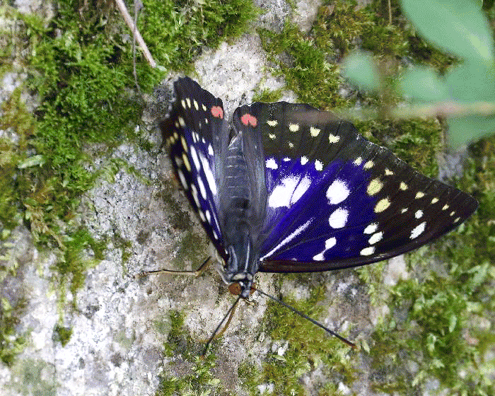 3/17まで掲載：日本の稀少蝶 地域特産種・局地発生（亜）種 3/17まで