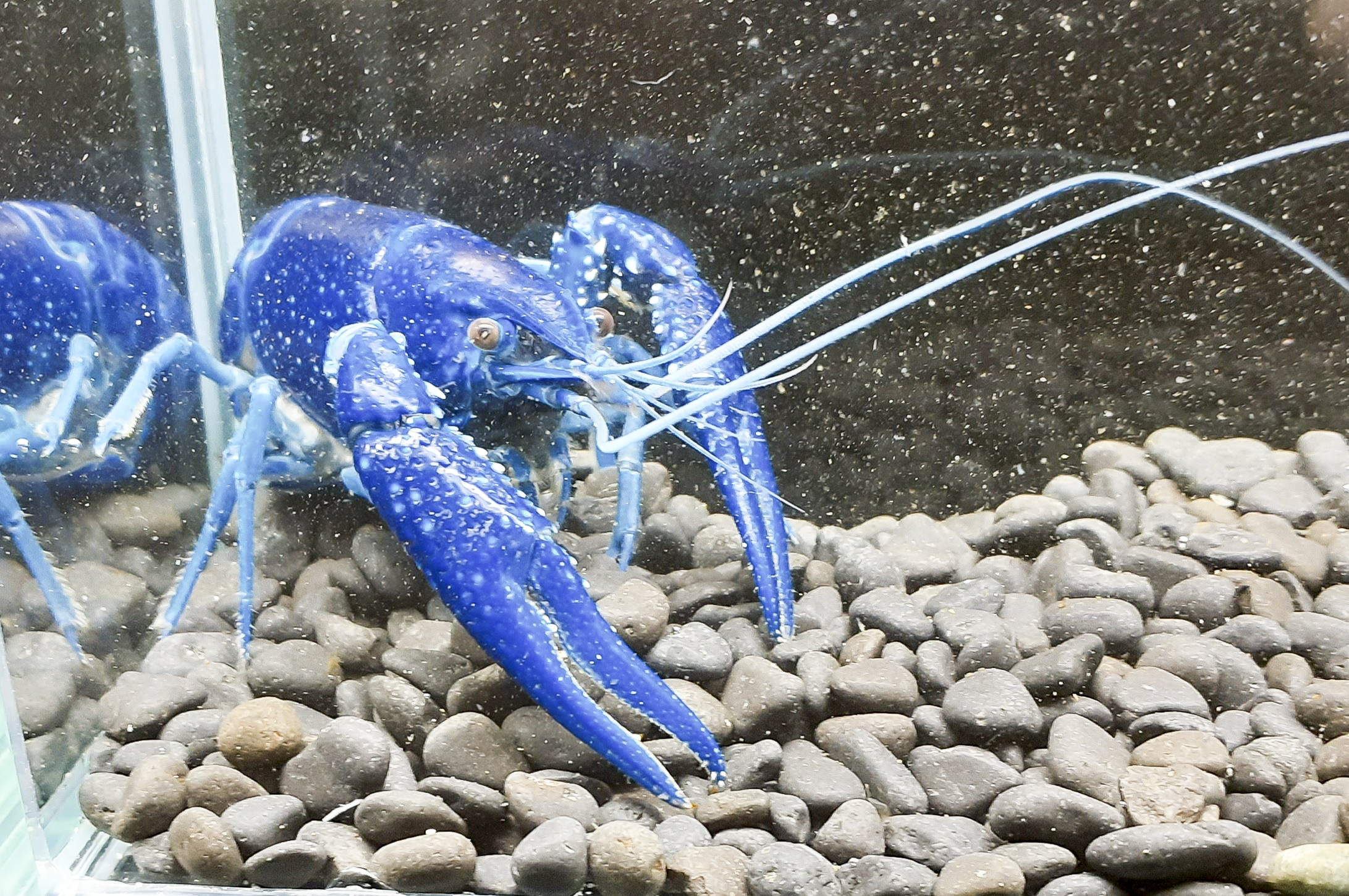 ザリガニくんのお話 | 兵庫県芦屋で学ぶ本格にぎり寿司体験｜大阪